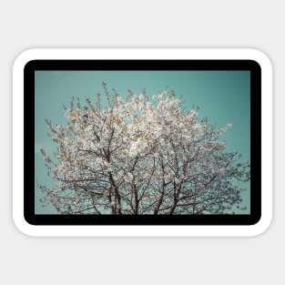 Snow Blossom Sticker